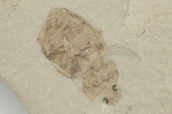 Fossil Beetle (Coleoptera) Pos/Neg - Green River Formation #213360